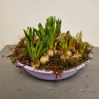 voorjaars schaal lilia (1)